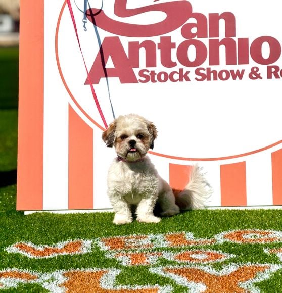 dog sitting for portrait at Stock Show and Rodeo Flying W Ranch